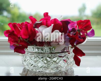 Davanzale posy di piselli dolci profumati rosa e bianco disposti in un vaso di cirstal Foto Stock