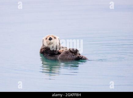 Lontra di mare che galleggia in acqua vicino a Seward Alaska Foto Stock