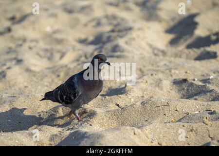 Ritratto a profilo laterale della colomba (Columba livia) che cammina sulla spiaggia al sole Foto Stock