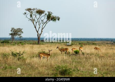 Bobbi ugandesi nella savana africana. Parco Nazionale della Regina Elisabetta, Uganda Foto Stock