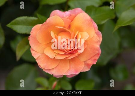 Primo piano di una bella rosa con petali rosa / arancio chiamato Rosa Marie Curie. Una fioribunda rosa fioritura nel Regno Unito Foto Stock