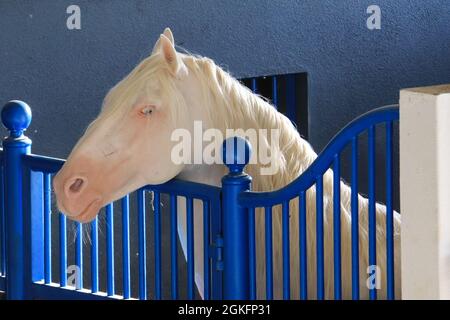 Ritratto di Isabel cavallo. Akhal-Teke stallone in una stalla Foto Stock