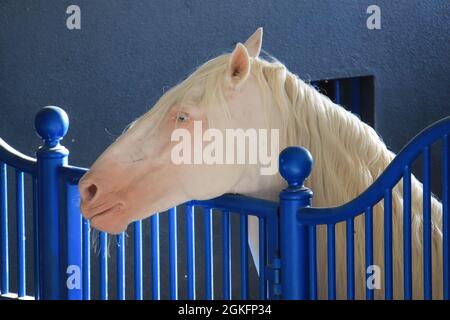 Ritratto di Isabel cavallo. Akhal-Teke stallone in una stalla Foto Stock