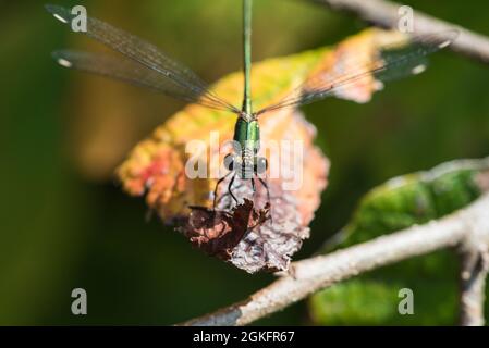 Arroccato Willow Emerald Damselfly (Chalcolestes viridis) Foto Stock