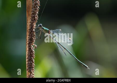 Arroccato Willow Emerald Damselfly (Chalcolestes viridis) Foto Stock