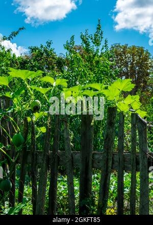 Piccole zucche verdi crescono su una pianta di zucca nel giardino e appendere da una recinzione di legno. Giardinaggio e coltivazione di verdure. Foto Stock