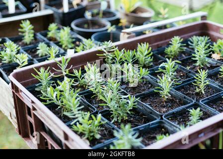 Lavanda (Lavandula angustifolia) piante coltivate da seme. Foto Stock