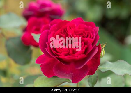 Primo piano di una rosa rossa cremisi chiamata Rosa Darcey Bussell fioritura in un giardino britannico. Una bella fioritura di rose di David Austin. Foto Stock