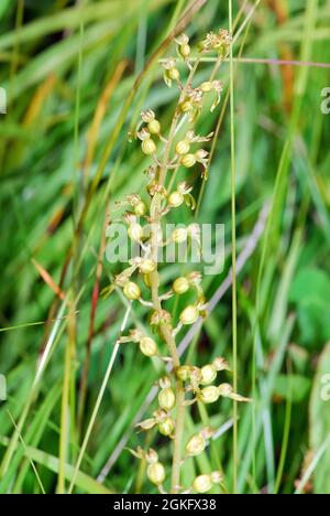 Twayblade comune o foglia d'uovo, Großes Zweiblatt, Listera ovata, Neottia ovata, békakonty, Ungheria, Magyarország, Europa Foto Stock