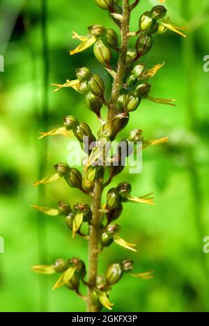 Twayblade comune o foglia d'uovo, Großes Zweiblatt, Listera ovata, Neottia ovata, békakonty, Ungheria, Magyarország, Europa Foto Stock