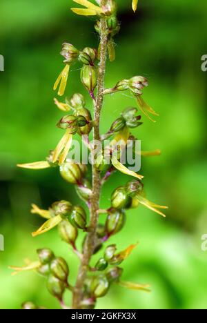 Twayblade comune o foglia d'uovo, Großes Zweiblatt, Listera ovata, Neottia ovata, békakonty, Ungheria, Magyarország, Europa Foto Stock