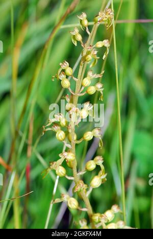 Twayblade comune o foglia d'uovo, Großes Zweiblatt, Listera ovata, Neottia ovata, békakonty, Ungheria, Magyarország, Europa Foto Stock