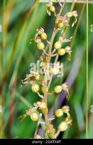 Twayblade comune o foglia d'uovo, Großes Zweiblatt, Listera ovata, Neottia ovata, békakonty, Ungheria, Magyarország, Europa Foto Stock