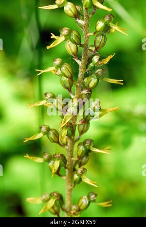 Twayblade comune o foglia d'uovo, Großes Zweiblatt, Listera ovata, Neottia ovata, békakonty, Ungheria, Magyarország, Europa Foto Stock