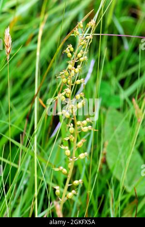 Twayblade comune o foglia d'uovo, Großes Zweiblatt, Listera ovata, Neottia ovata, békakonty, Ungheria, Magyarország, Europa Foto Stock