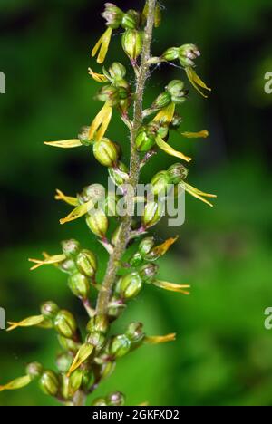 Twayblade comune o foglia d'uovo, Großes Zweiblatt, Listera ovata, Neottia ovata, békakonty, Ungheria, Magyarország, Europa Foto Stock