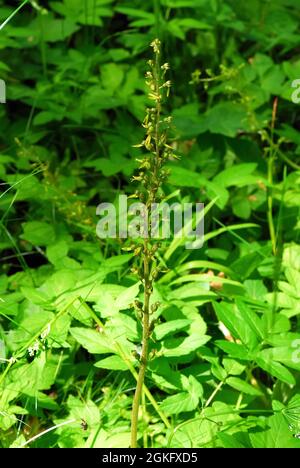 Twayblade comune o foglia d'uovo, Großes Zweiblatt, Listera ovata, Neottia ovata, békakonty, Ungheria, Magyarország, Europa Foto Stock