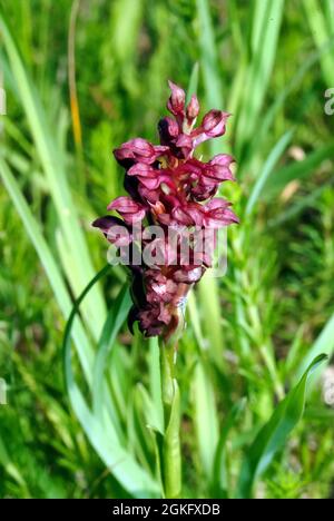 Bug Orchis, Wanzen-Knabenkraut, Orchis coriophora, poloskaszagú kosbor, Ungheria, Magyarország, Europa Foto Stock