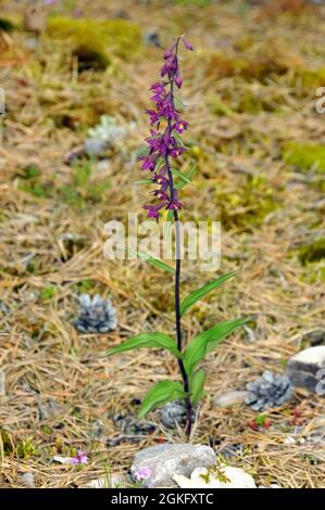 Helleborine rosso scuro, helleborine reale, Braunrote Stendelwurz, Epipactis atrorubens, vörösbarna nőszőfű, Estonia, Europa Foto Stock