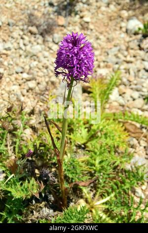 Orchidea piramidale, Piramiden-Hundswurz, Anacamptis piramidalis, vitézvirág, Malta, Europa Foto Stock