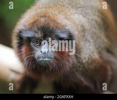 Londra, Regno Unito. 14 settembre 2021. All'esperienza della foresta pluviale dello zoo, una scimmia Titi coppery sembra felice di avere un tetto asciutto sopra la sua testa. Gli animali allo ZSL London Zoo non sembrano pensare troppo al tempo umido di oggi. Dopo alcune forti piogge e piogge persistenti, il tempo più luminoso e caldo è impostato per tornare nei prossimi giorni. Credit: Imagplotter/Alamy Live News Foto Stock