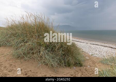Llandudno, Conwy, UK, 9 settembre 2021: Sotto un cielo minaccioso si sviluppa erba lunga su una duna di sabbia dalla spiaggia di ghiaia di West Shore, Llandudno. Foto Stock