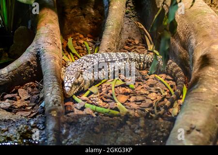Monitorare la lucertola che dorme alle radici dell'albero. Foto Stock
