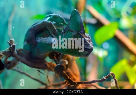 Camaleonte comune o camaleonte mediterraneo (Chamaeleo chamaeleon) seduto su un ramo di albero Foto Stock