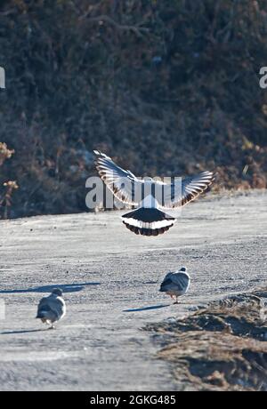 Snow Pigeon (Columba leuconota gradaria) atterraggio adulto sulla strada Passo Sela, Arunachal Pradesh, India Gennaio Foto Stock