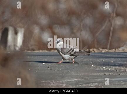 Snow Pigeon (Columba leuconota gradaria) Adulti che camminano sulla strada Passo Sela, Arunachal Pradesh, India Gennaio Foto Stock