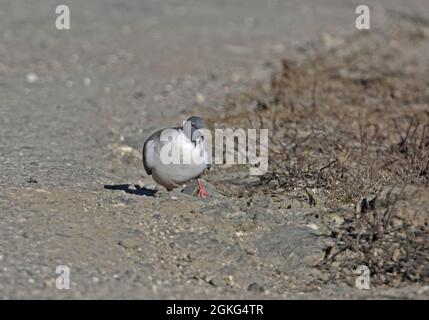 Snow Pigeon (Columba leuconota gradaria) Adulti che camminano sulla strada Passo Sela, Arunachal Pradesh, India Gennaio Foto Stock