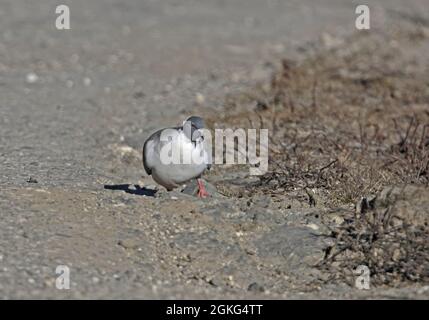 Snow Pigeon (Columba leuconota gradaria) Adulti che camminano sulla strada Passo Sela, Arunachal Pradesh, India Gennaio Foto Stock