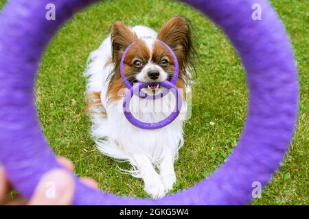 Un papillon felice cane purebred giocare con anello giocattolo sulla testa e in teth sul cortile. Foto Stock