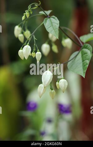 Bellissimi piccoli fiori bianchi che sbocciano nel giardino Foto Stock