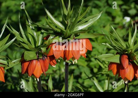 La Fritillaria imperialis (corona imperiale, fritillaria imperiale o corona di Kaiser) è una specie di pianta fiorita della famiglia dei giglio. Foto Stock