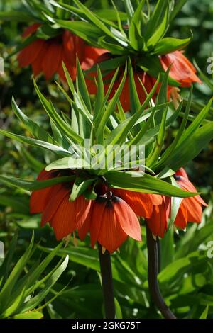 La Fritillaria imperialis (corona imperiale, fritillaria imperiale o corona di Kaiser) è una specie di pianta fiorita della famiglia dei giglio. Foto verticale. Foto Stock