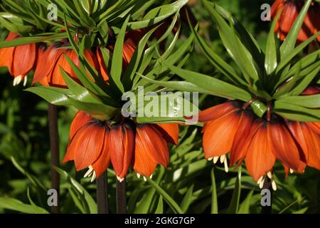 La Fritillaria imperialis (corona imperiale, fritillaria imperiale o corona di Kaiser) è una specie di pianta fiorita della famiglia dei giglio. Foto Stock