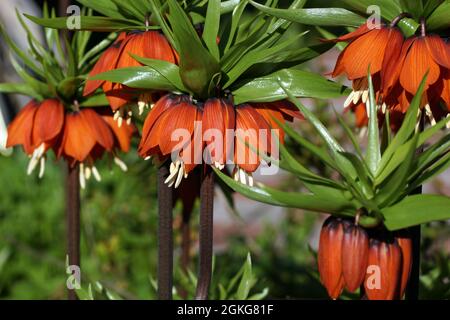 La Fritillaria imperialis (corona imperiale, fritillaria imperiale o corona di Kaiser) è una specie di pianta fiorita della famiglia dei giglio. Foto Stock