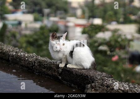 Gattino randagio seduto e spaventato sul tetto della casa Foto Stock