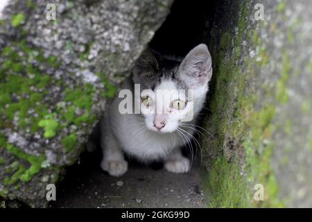 Gattino nascosto e spaventato Foto Stock