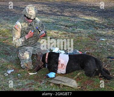 Un soldato degli Stati Uniti con la diciottesima brigata militare di polizia prepara i liquidi per un cane militare ferito che lavora simulato durante un corso corto di cura di casualty di combattimento tattico K-9 in Baumholder, Germania 15 aprile 2021 . Il 64esimo MED DET ha ospitato un corso di tre giorni che ha insegnato ai gestori e ai medici tecniche e procedure salvavita MWD. Foto Stock