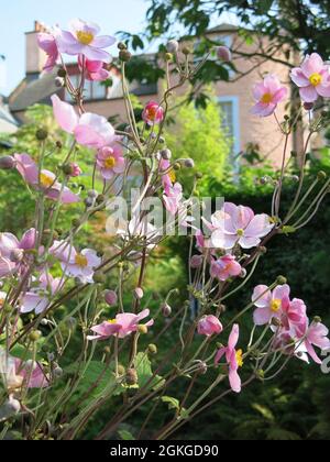 Artista impressionista scozzese E.A. Hornel fu influenzato dalla cultura giapponese, sia nei suoi dipinti che nei suoi giardini; anemoni rosa pallido alla Broughton House. Foto Stock