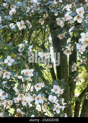 Primo piano del columnar albero Eucryphia 'Nymansay' a metà estate in un giardino scozzese, con i suoi fiori bianchi, rosa in piena fioritura. Foto Stock