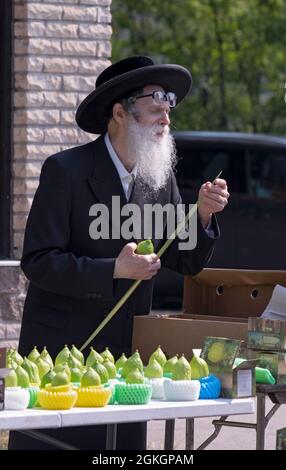Un ebreo ortodosso, probabilmente un rabbino, ispeziona un lulav (fronte di palma) da utilizzare nella celebrazione di Sukkos. A Williamsburg, Brooklyn, New York. Foto Stock