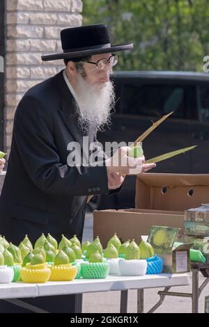Un ebreo ortodosso, probabilmente un rabbino, ispeziona un lulav (fronte di palma) da utilizzare nella celebrazione di Sukkos. A Williamsburg, Brooklyn, New York. Foto Stock