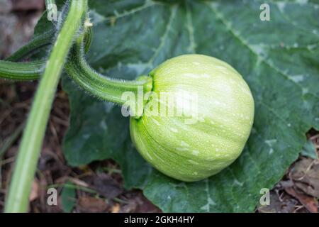 Frutta di zucca crescente. Coltivando verdure nel giardino. Foto Stock