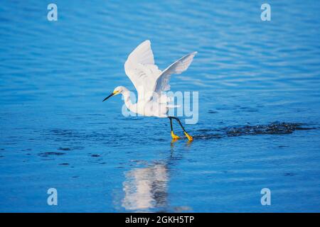 Snowy Egret (Egretta thula) volo di partenza, Sanibel Island, J.N. Ding Darling National Wildlife Refuge, Florida, USA Foto Stock