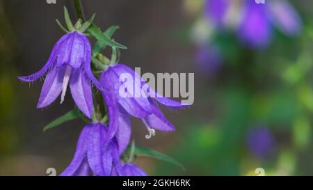 Primo piano del camplifiore fiorito di ortica su sfondo verde scuro sfocato naturale. Campanula trachelio. Bel dettaglio di viola peloso fiore. Foto Stock