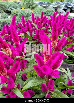 Primo piano della pianta di fiore di celosia rosa brillante in una serra Foto Stock