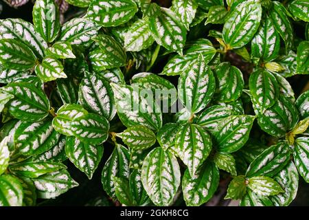 Primo piano delle belle foglie di una pianta di alluminio (pilea cavierei). Bellissimo sfondo naturale testurizzato di macchie fogliari verdi e bianche. Foto Stock